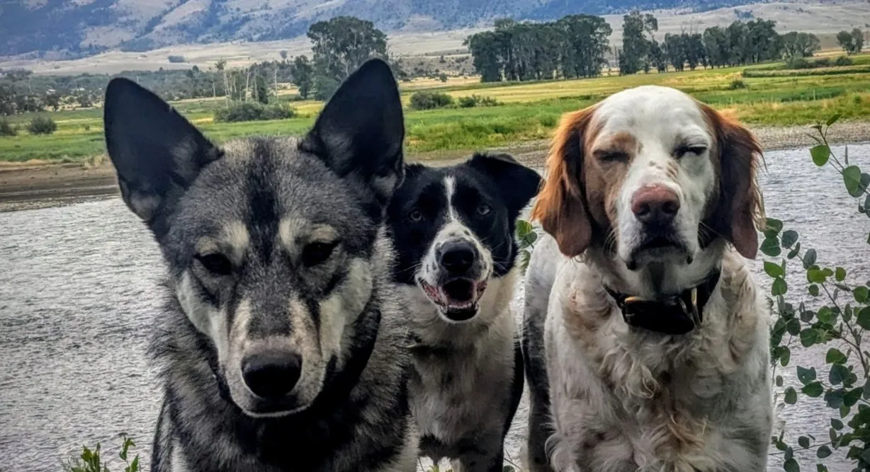 Three dogs side by side by a river, a gray wolfish dog with tall ears, a black-and-white dog with its mouth open, and an orange-and-white spaniel with its eyes half closed.