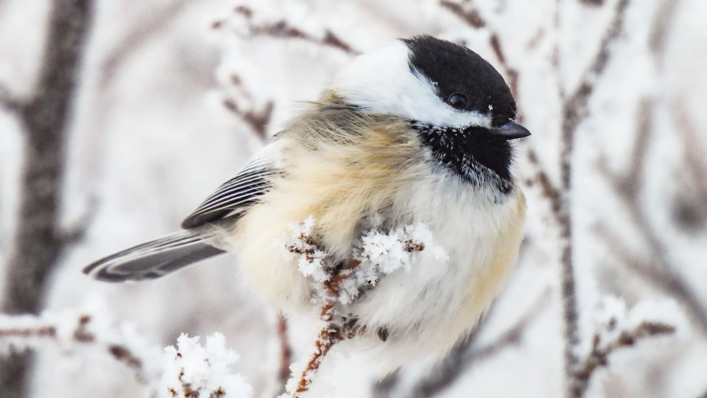 A fluffed-up black-capped chickadee perched on a frost-covered twig, with a black cap and bib, white cheeks and buff sides.