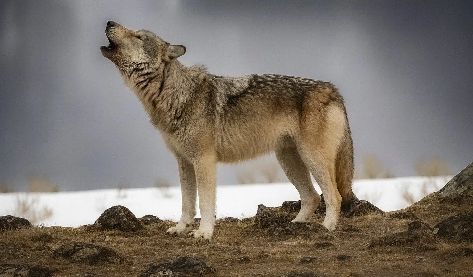 A gray wolf stands on rocky ground in front of a snowy slope, head thrown back and mouth open in a howl.