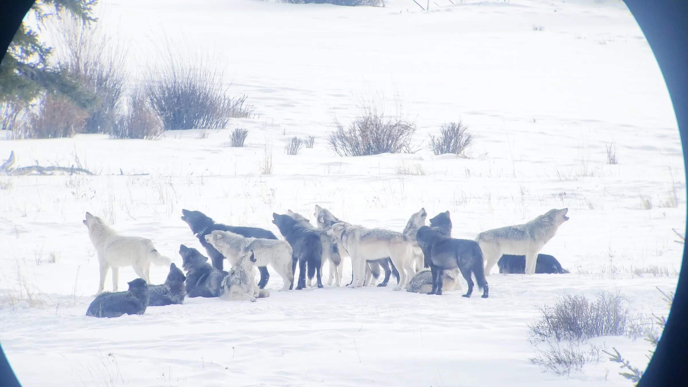 A pack of light gray and black wolves in snow, several with heads raised mid-howl and others lying down, seen through a spotting scope.