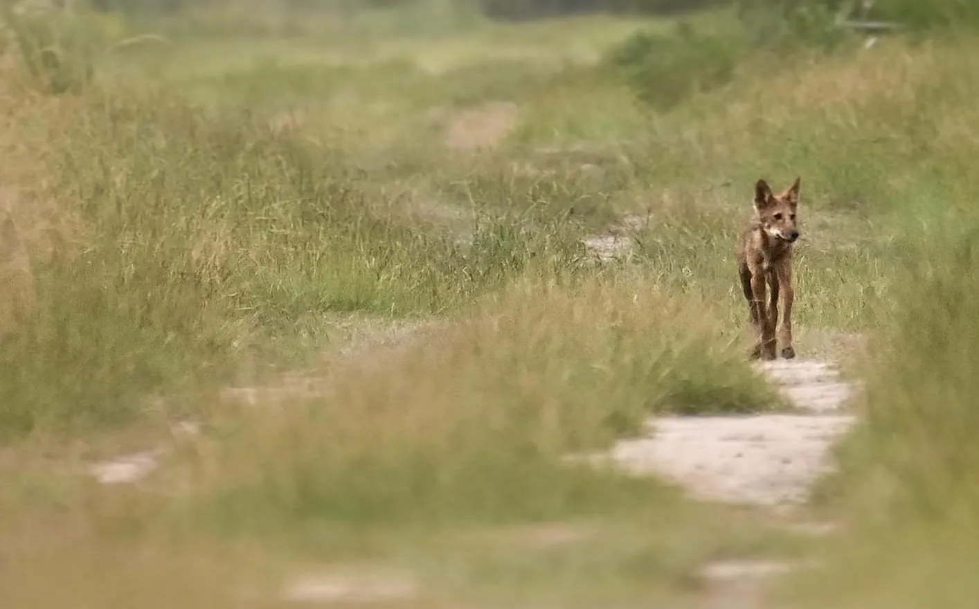 A lean, reddish-brown canid with large ears walking toward the camera along a sandy track through tall green grass.
