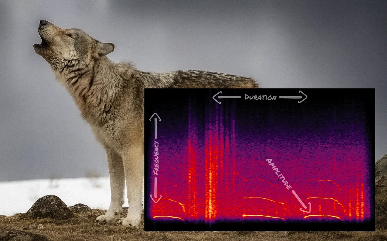 907F howling on a snowy ridge, with a spectrogram of a howl laid over the picture. Labels mark duration across the top, frequency up the side, and amplitude as the brightness of the lines.