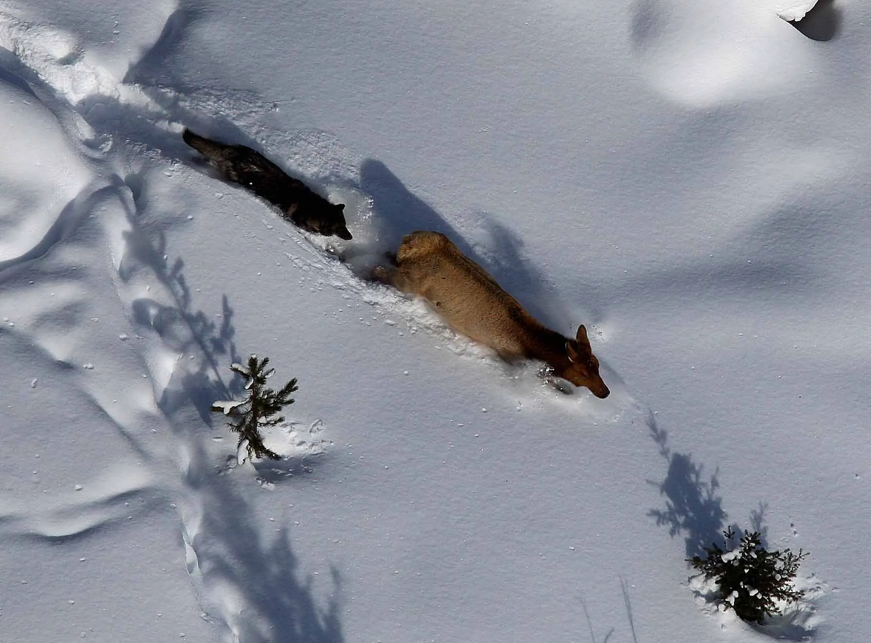 Seen from above, an elk wades through deep snow with a dark wolf close behind, both casting long shadows.