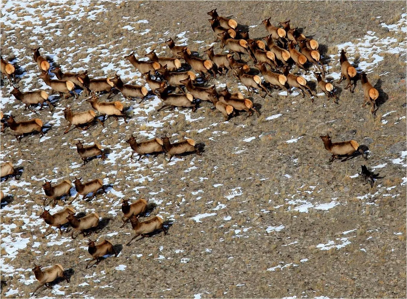 A large herd of elk spread across a brown, partly snowy slope, seen from above.