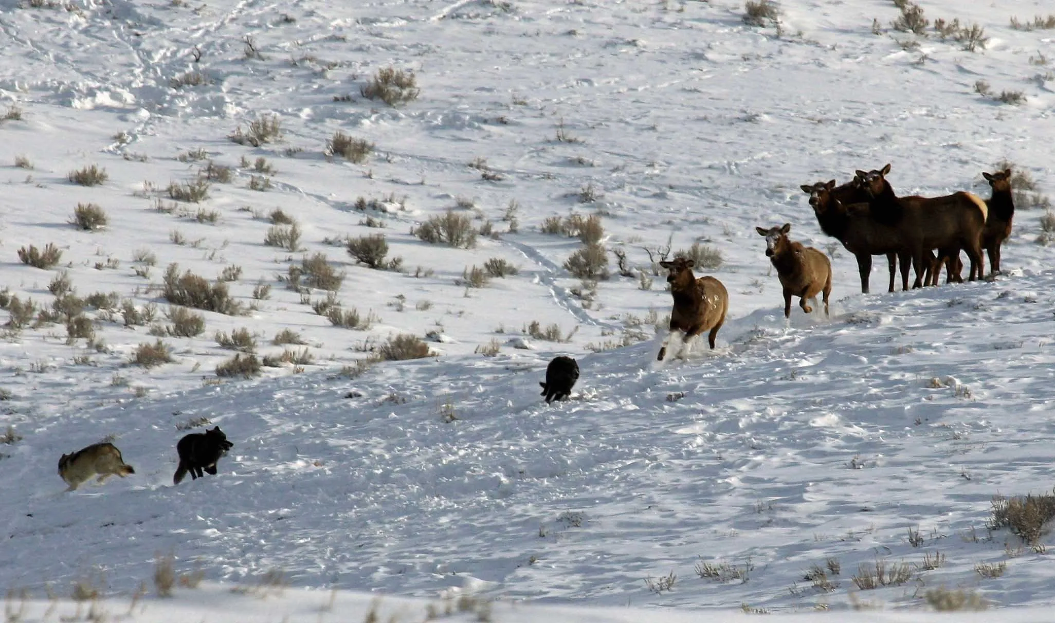 On a snowy, sage-dotted slope, a few wolves approach a group of elk standing together.