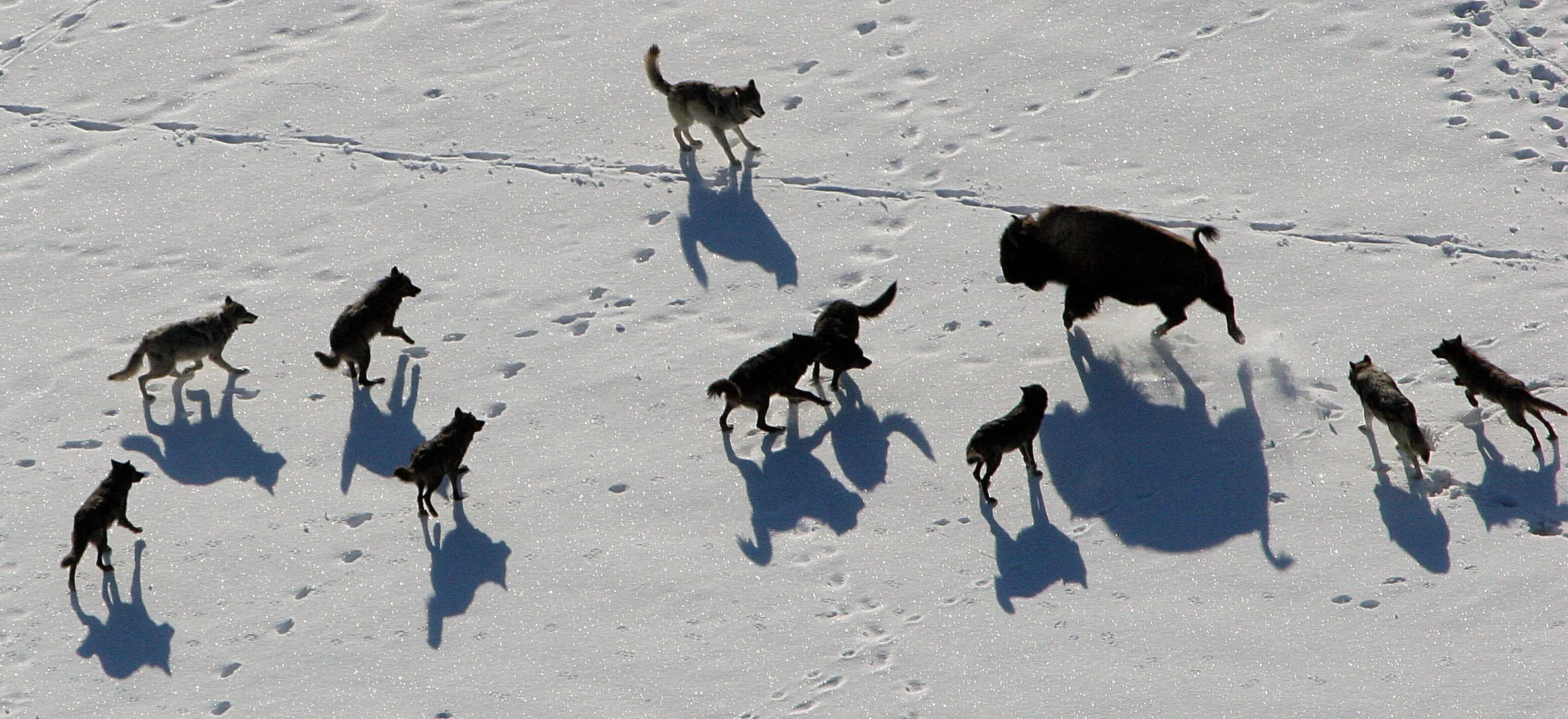 Wolves spread out around a single bison on bright snow, their shadows stretched long.