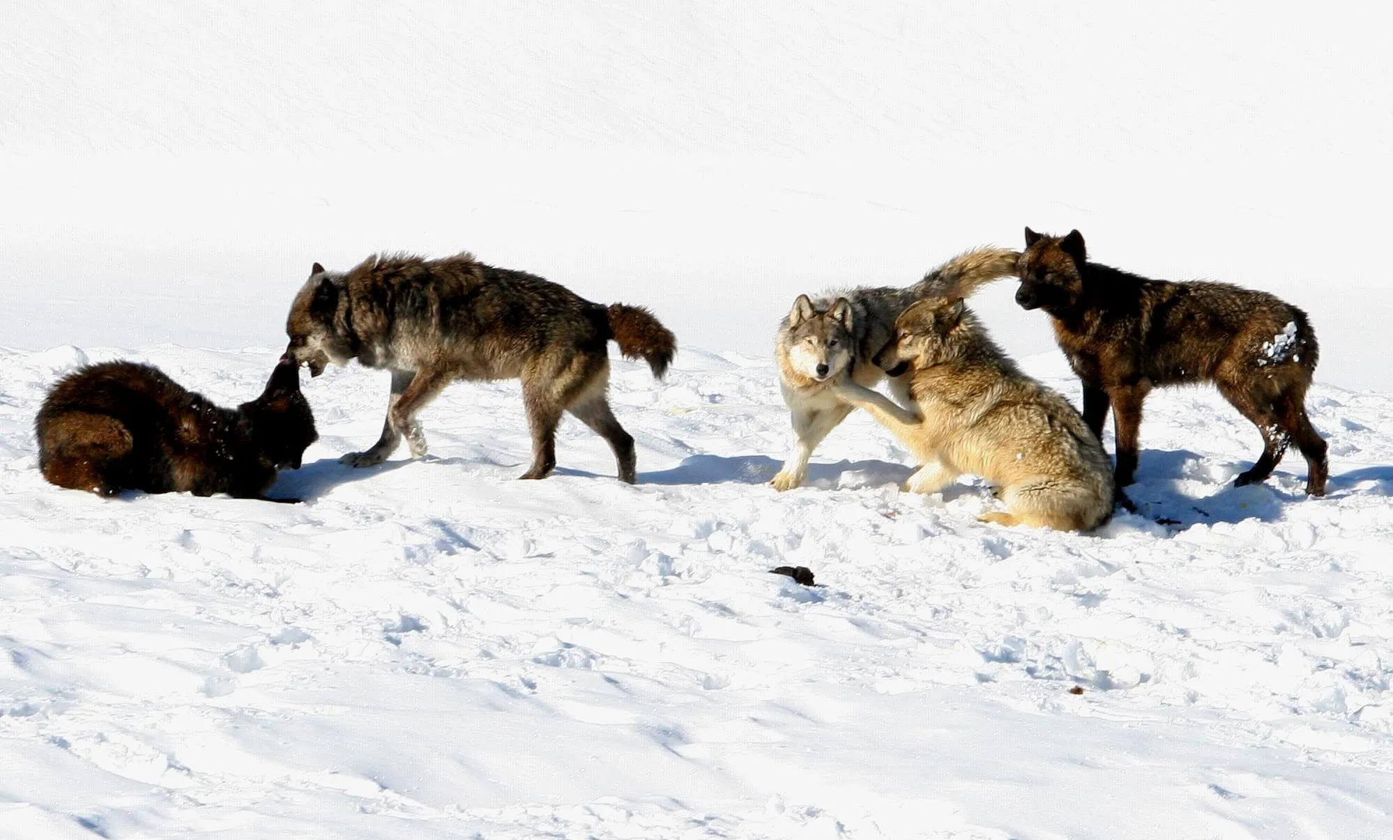 Four wolves, gray and black, interact closely on open snow, one lying down.