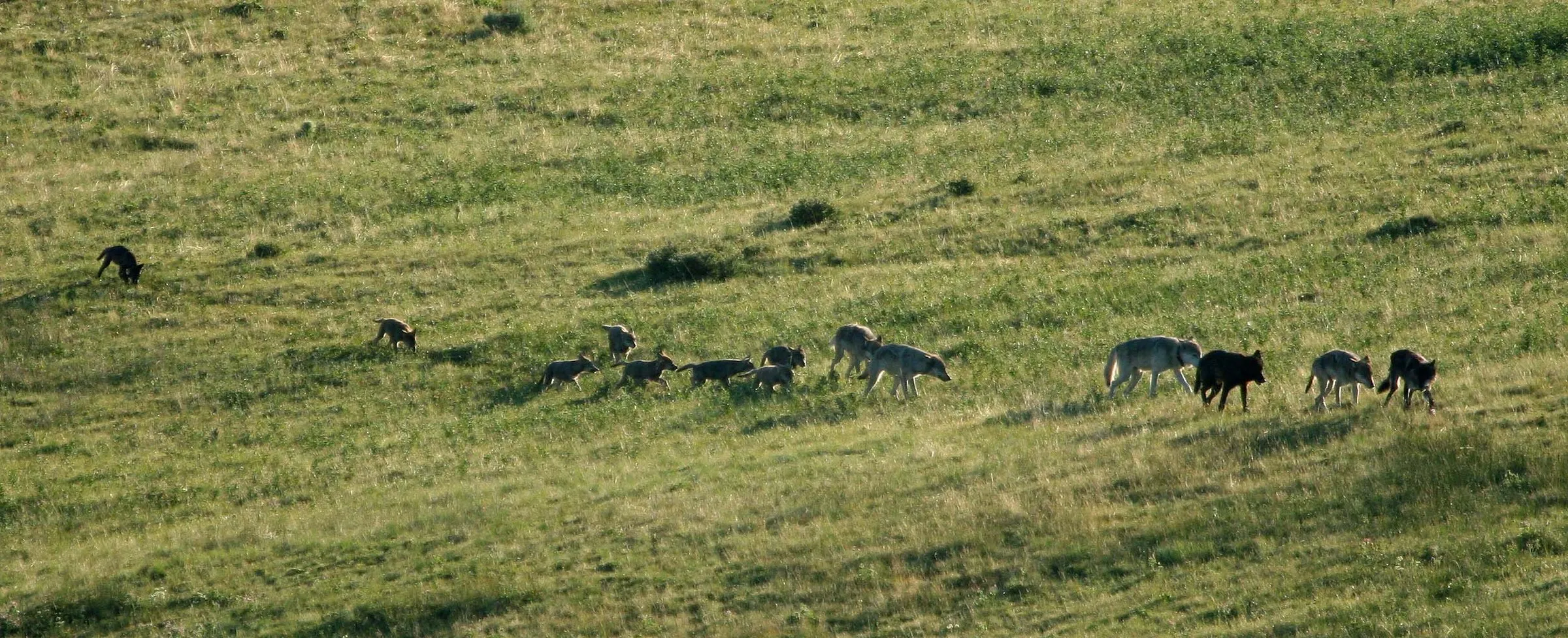 A line of wolves, adults and pups, walks single file across a green meadow.