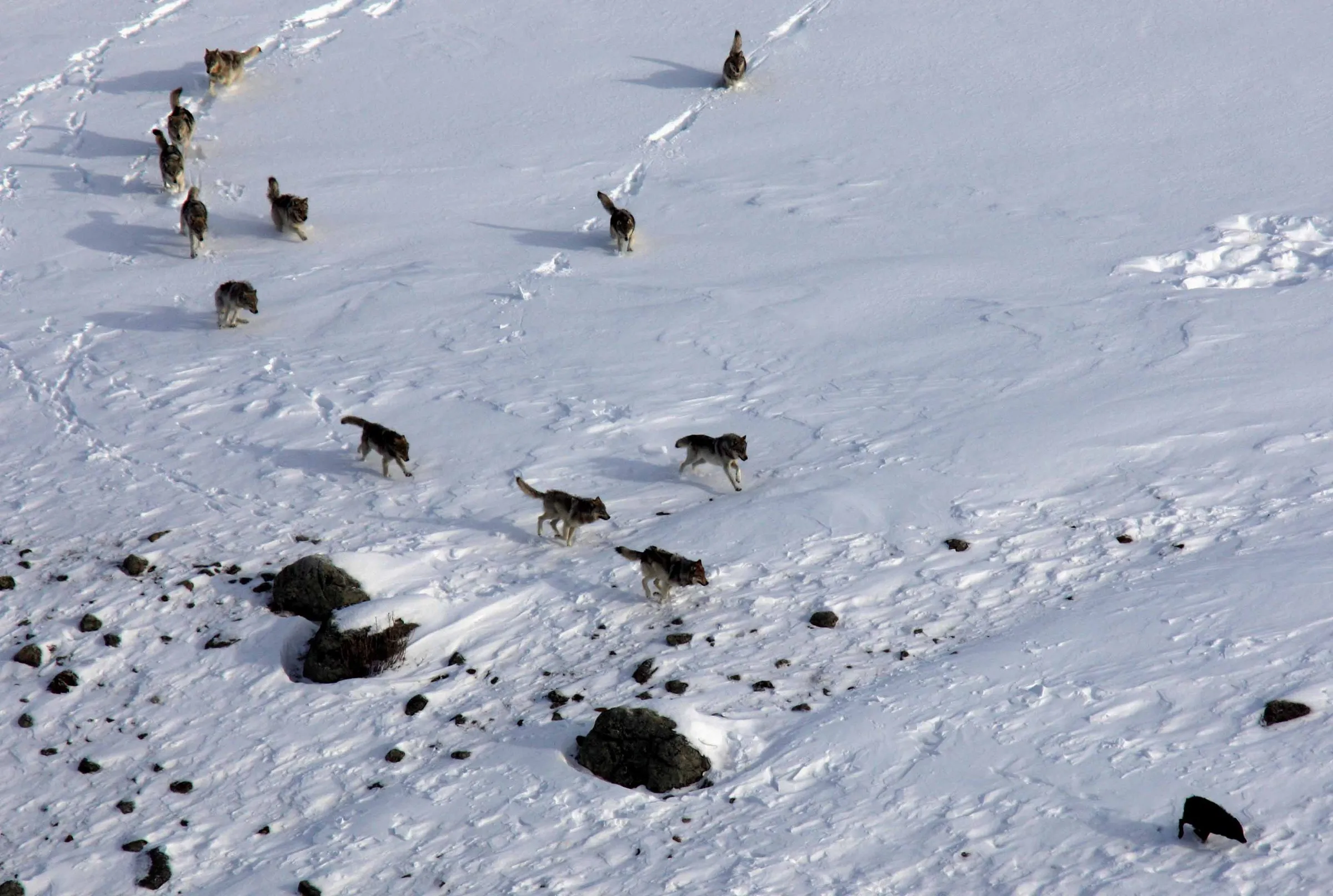From the air, a line of wolves runs across a snowy slope dotted with dark rocks.