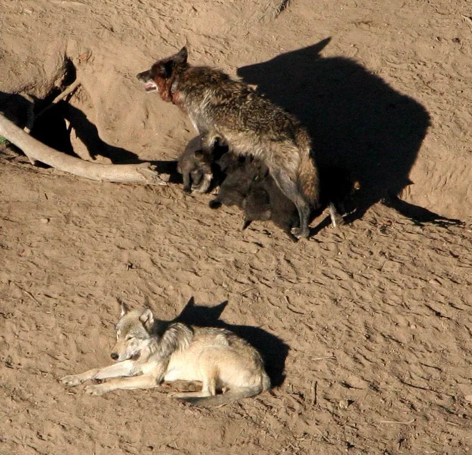 An adult female wolf stands at a den opening in bare earth while pups nurse beneath her; a pale wolf rests nearby.