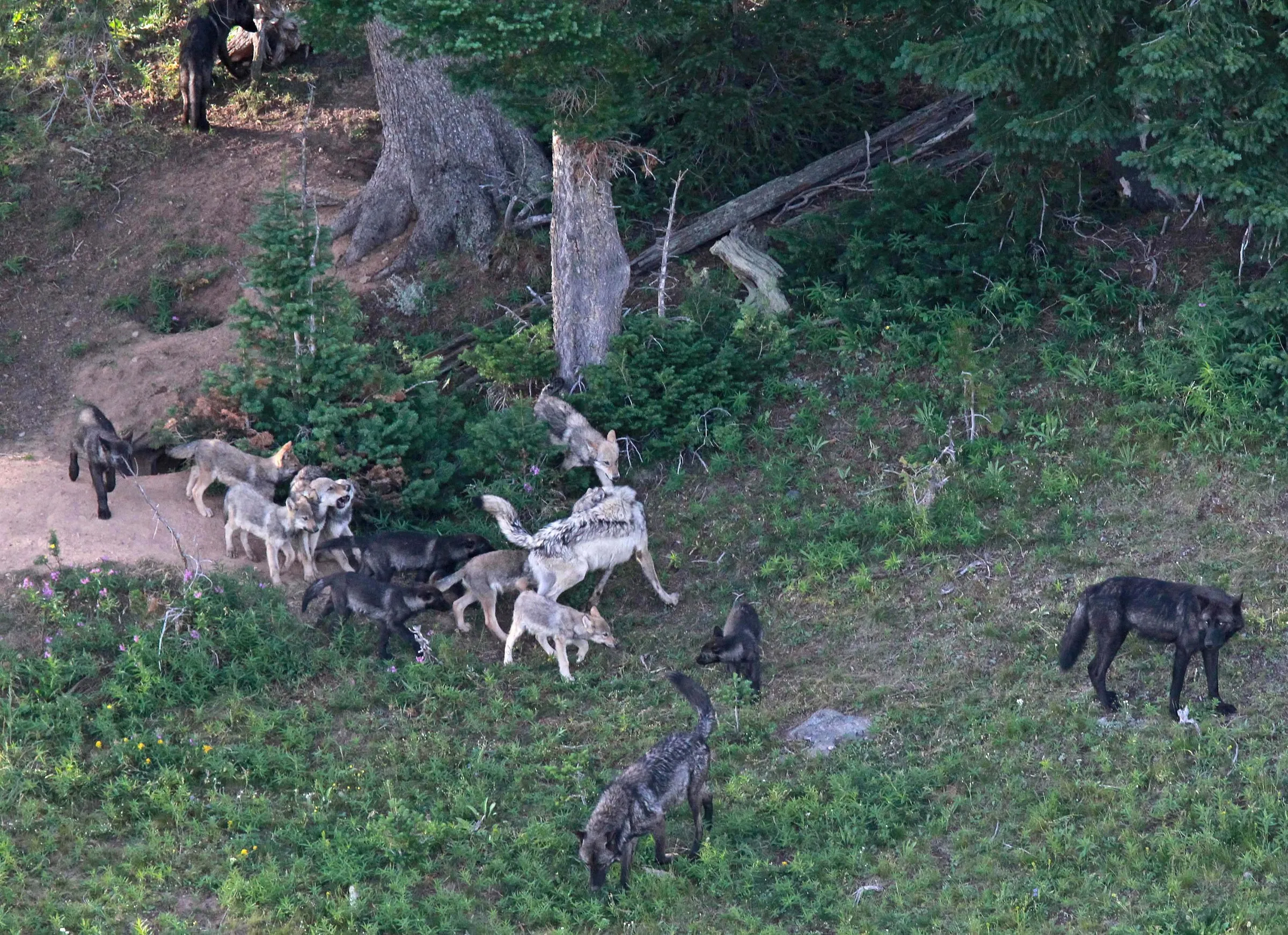From above, a large group of gray, white and black wolves gathers on a green clearing beside trees and fallen logs.