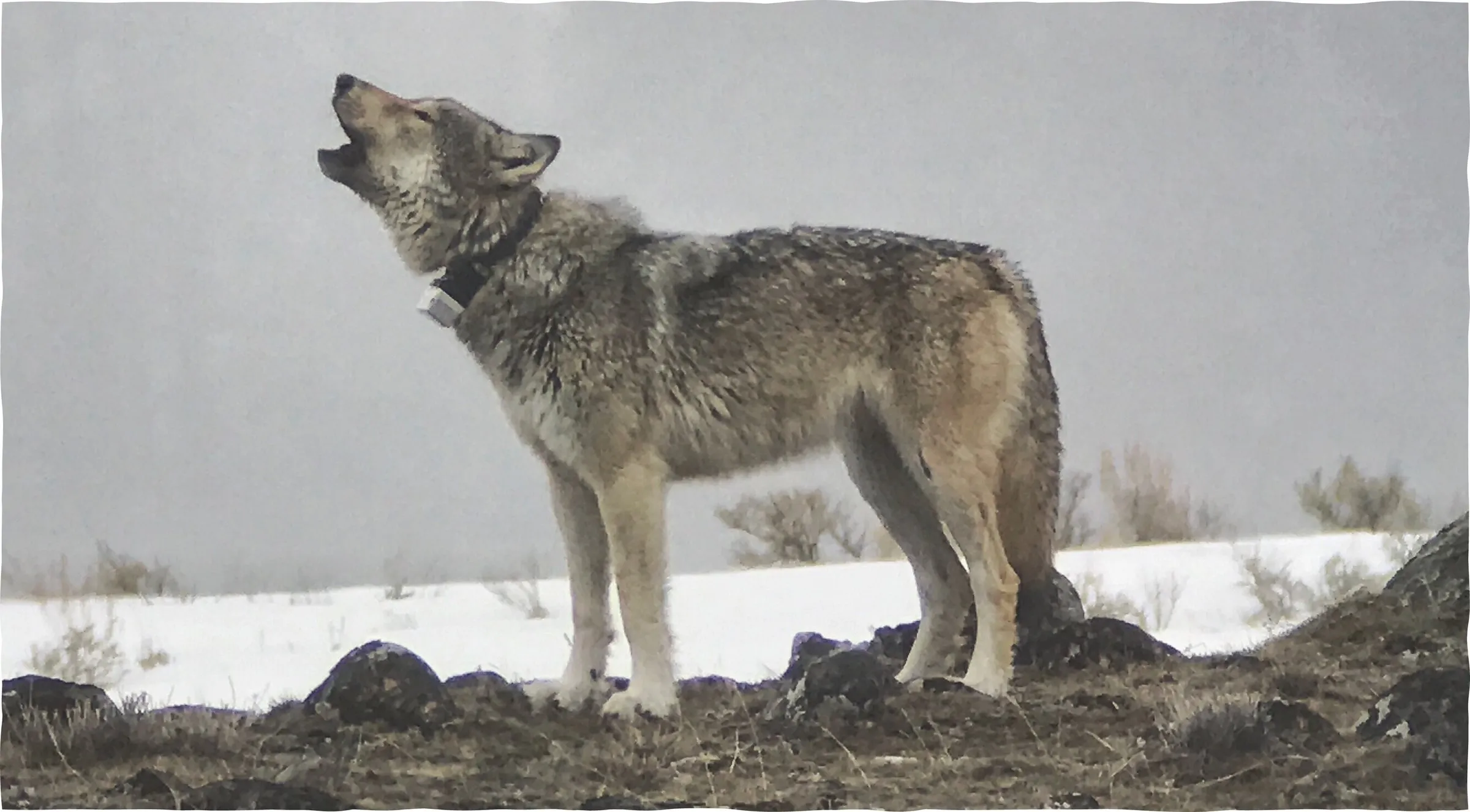 Wolf 907F howling, head raised, on a snowy ridge