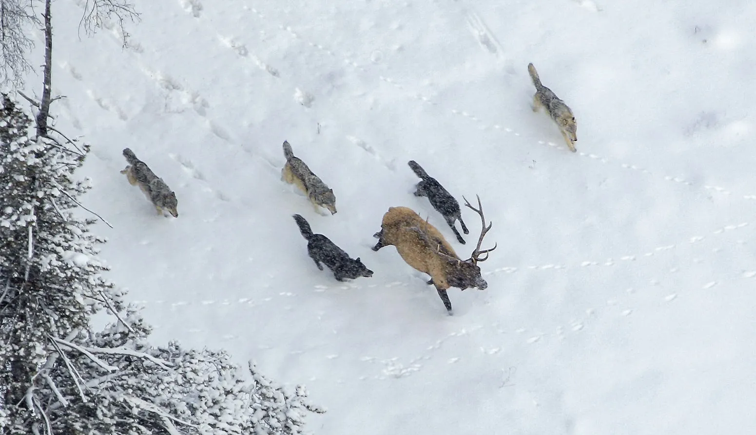 From the air, five wolves surround a bull elk with large antlers in fresh snow beside a stand of trees.
