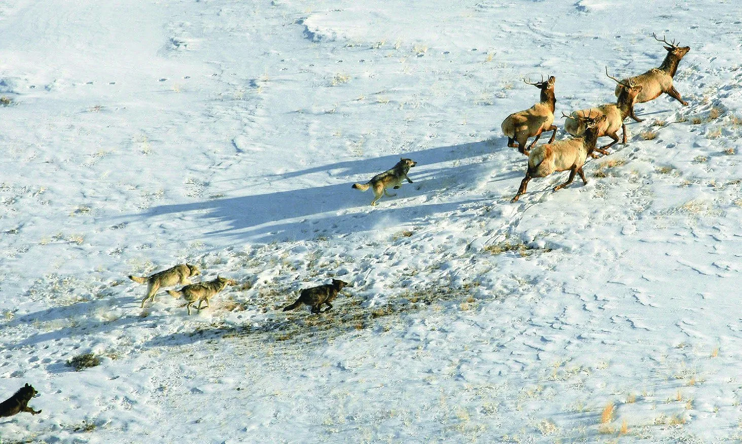 From the air, a small group of elk runs across snow while several wolves follow behind.