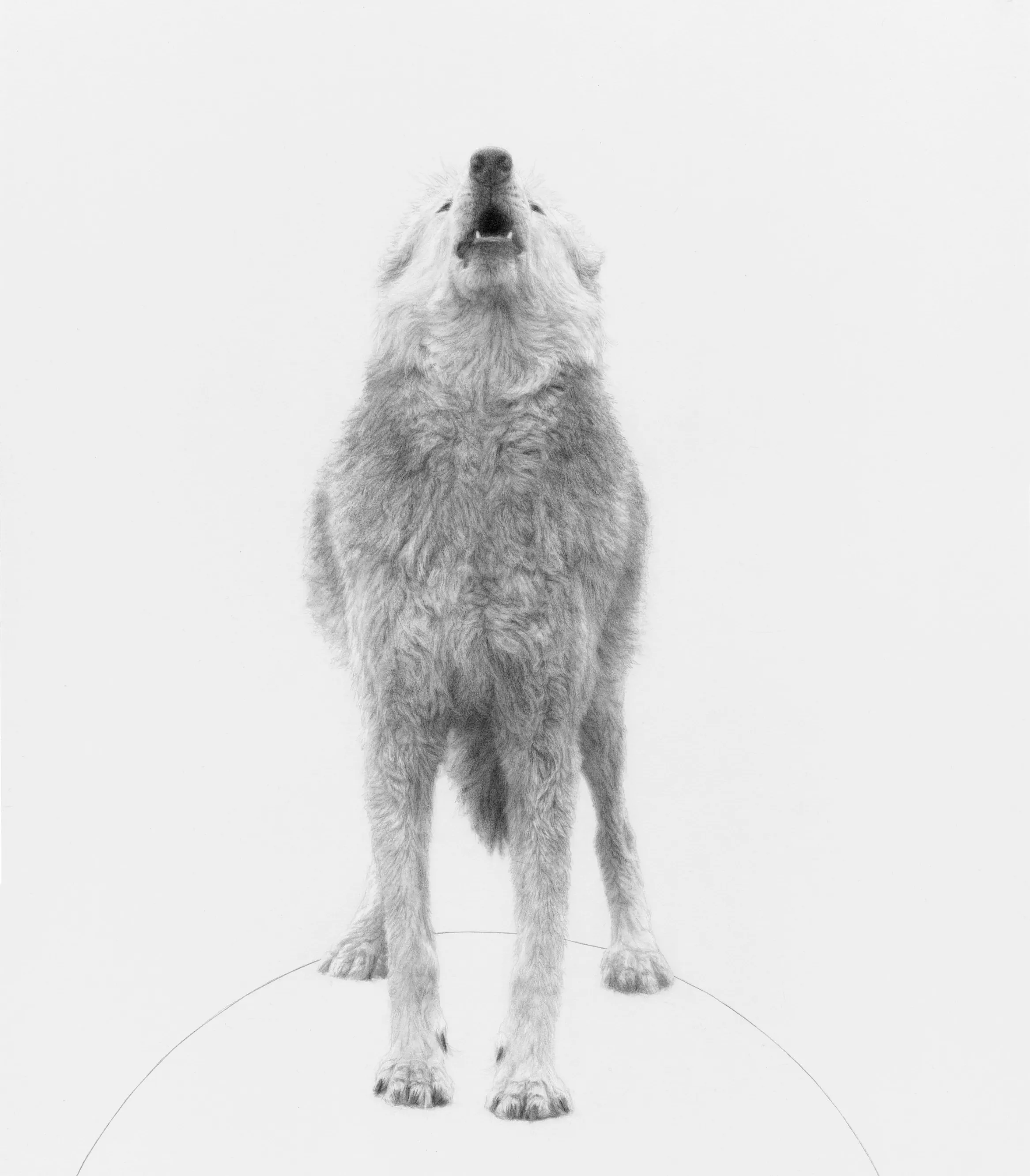 Pencil drawing of a pale wolf seen head-on, standing with its muzzle raised and mouth open in a howl, against a blank white background.