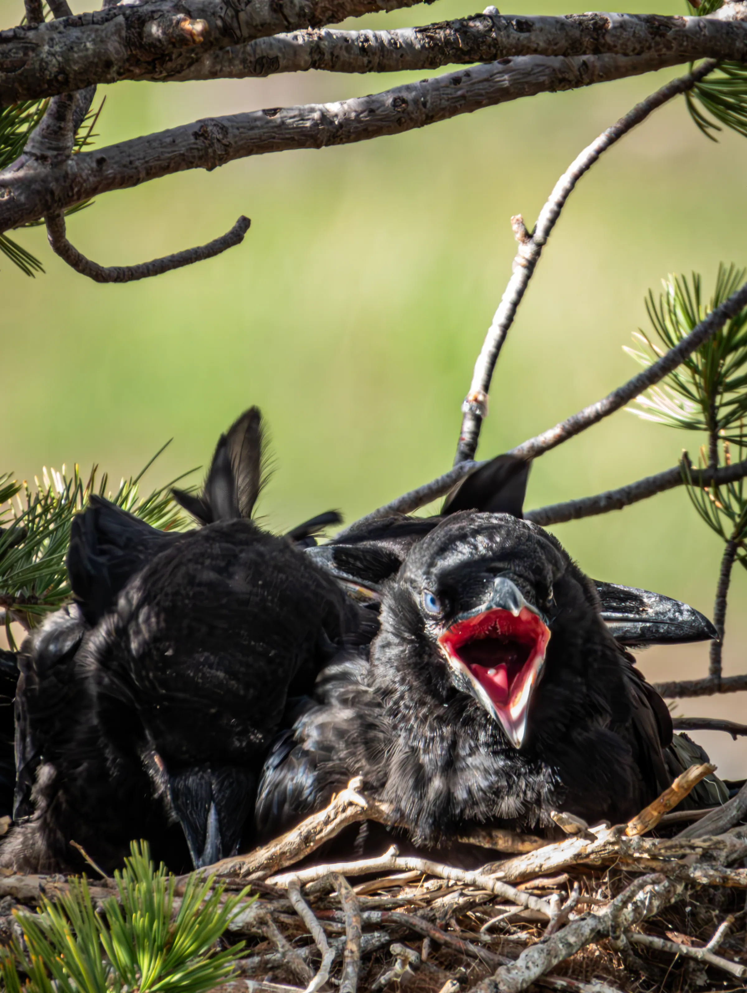 Two young ravens in a stick nest among pine branches, one facing the camera with its bright red mouth gaping open.