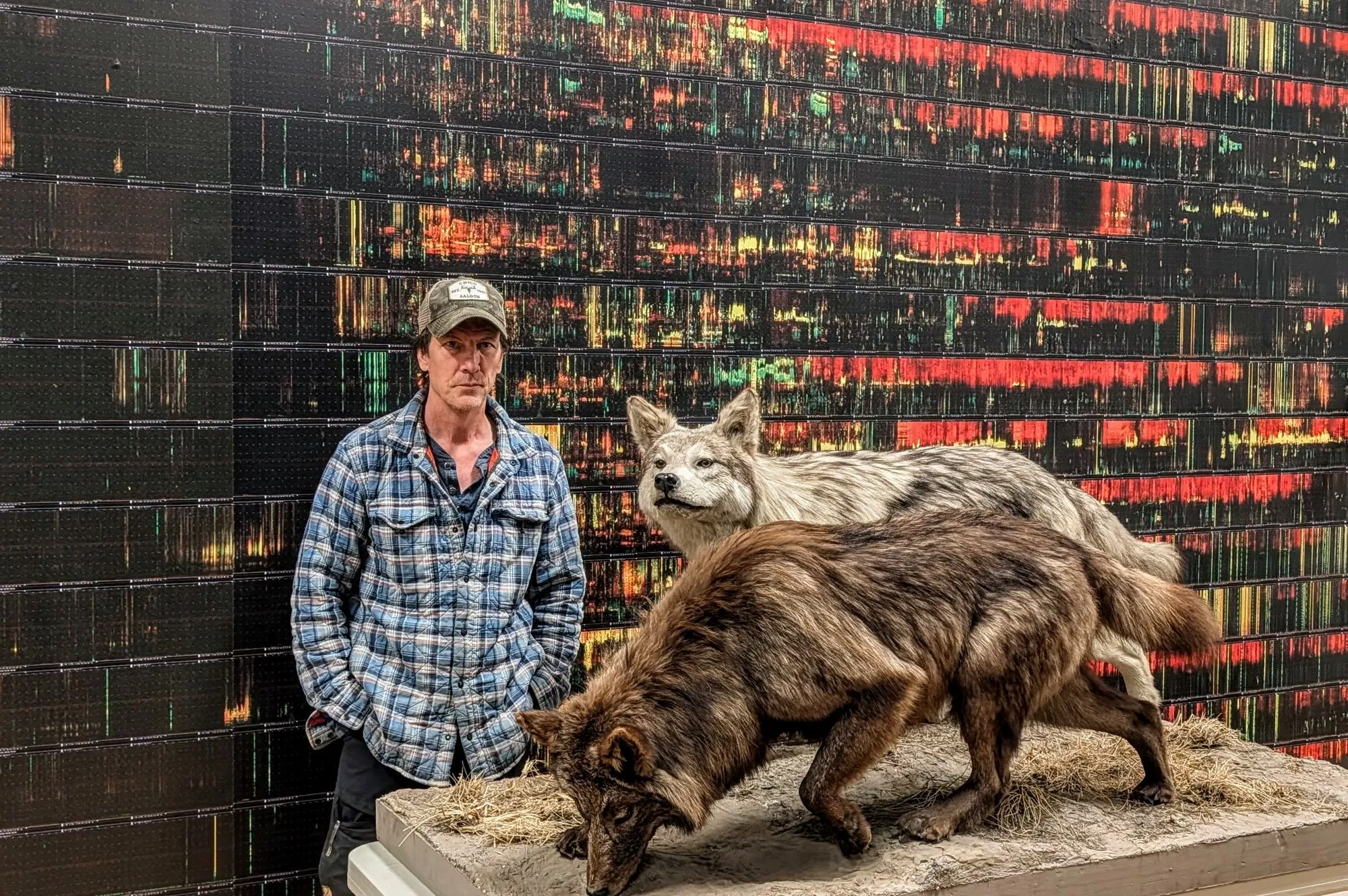 Jeff Reed standing beside the two mounted wolves killed in Yellowstone in 1926, one pale gray and one dark brown, in front of a wall-size spectrogram.
