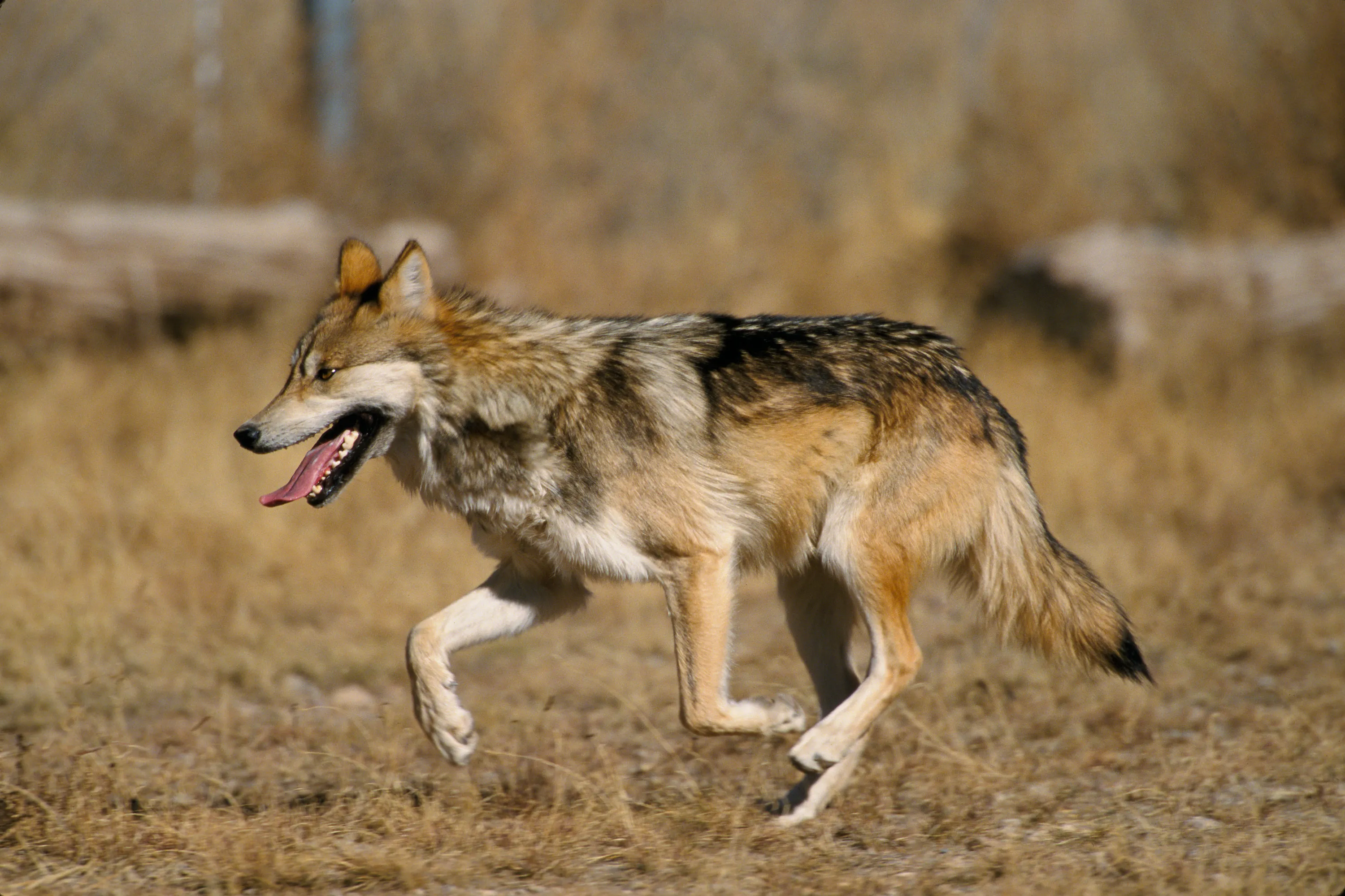A Mexican gray wolf with a grizzled gray, tan and black coat trotting across dry winter grass, mouth open.