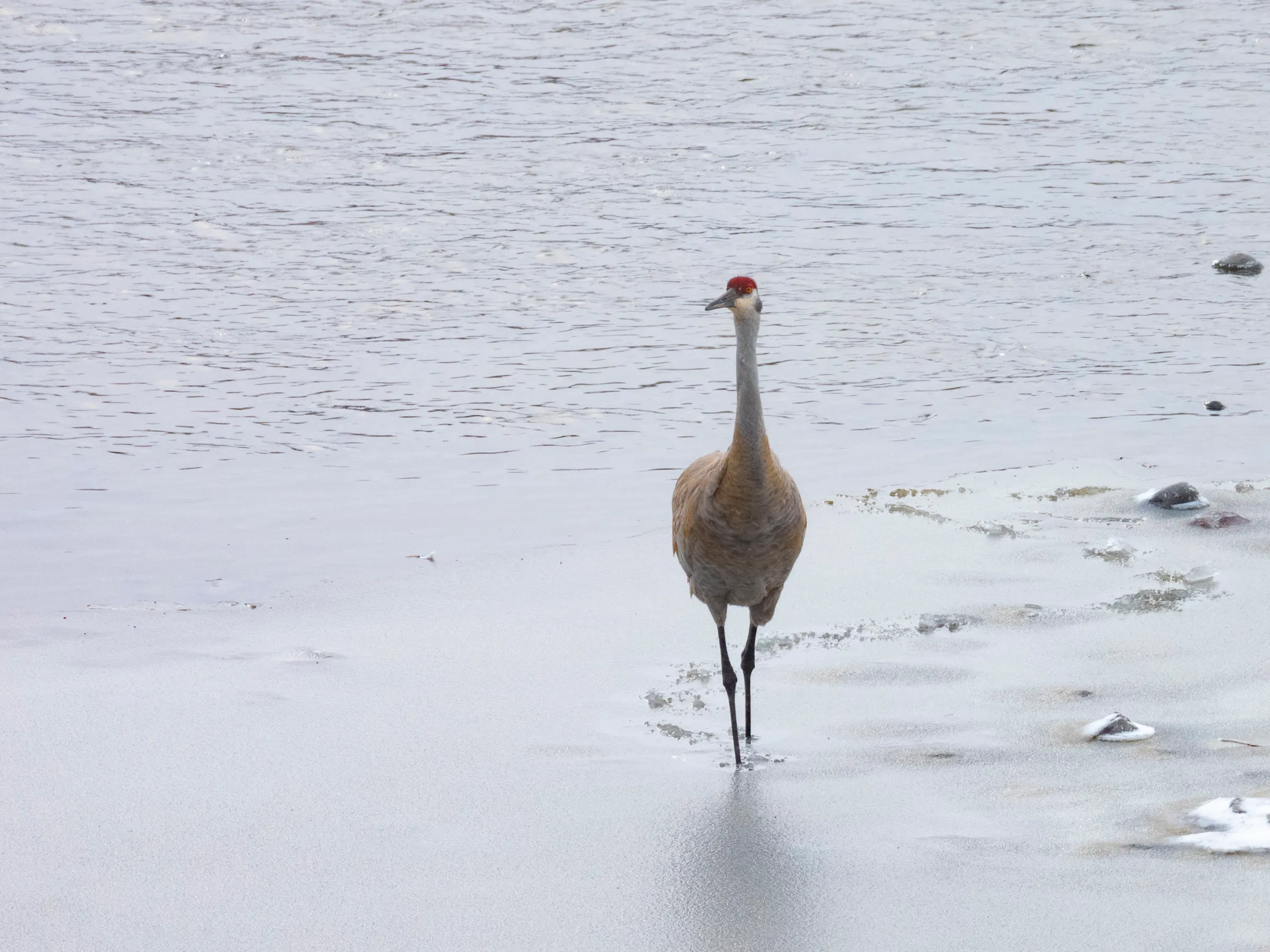 A sandhill crane with a red crown stands tall on wet sand at the edge of a gray river, facing the camera.